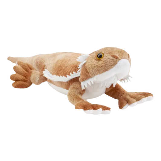 Brandon the Bearded Dragon – 34cm